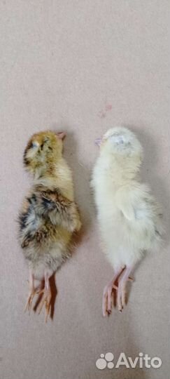 Кормовые замороженные перепелята