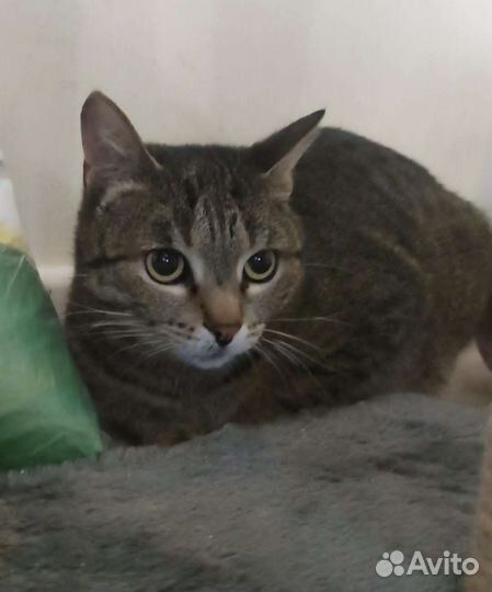 Стерилизованная молодая кошечка в добрые руки