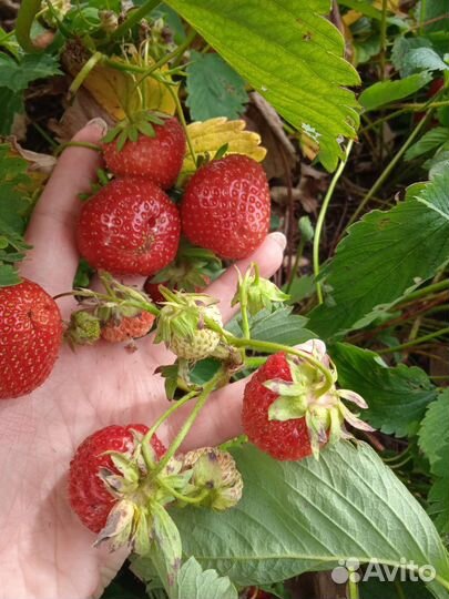 Разные саженцы