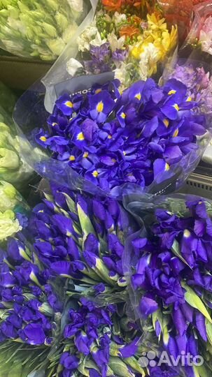 Букет 101 ирис