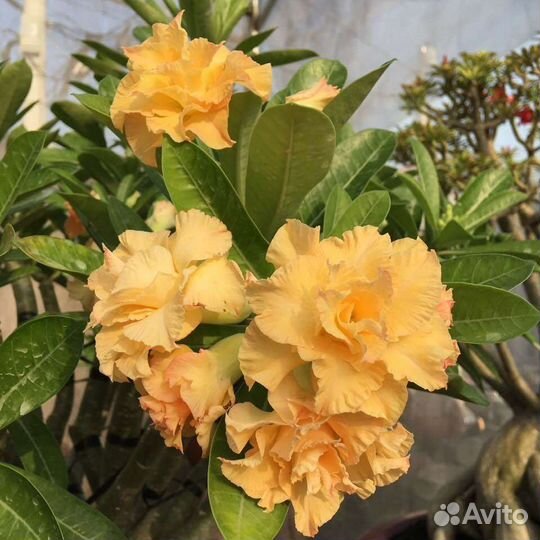 Адениумы привитые