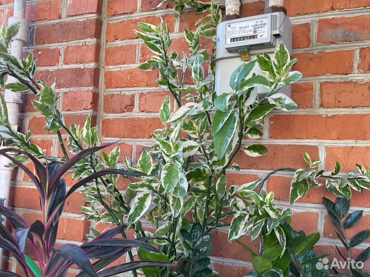 Педилантус