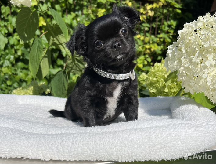 Щенки чихуахуа