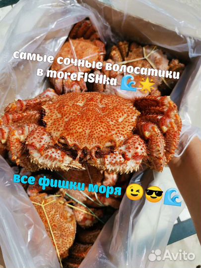 Краб волосатик