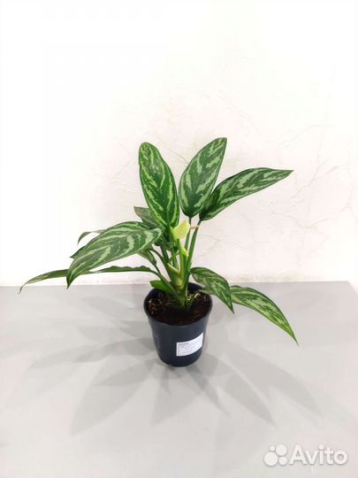 Калатея Джангл грин