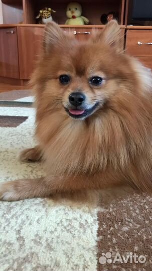 Немецкий шпиц вязка