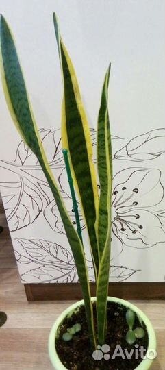 Аглаонема.Лилия.Гиппеаструм