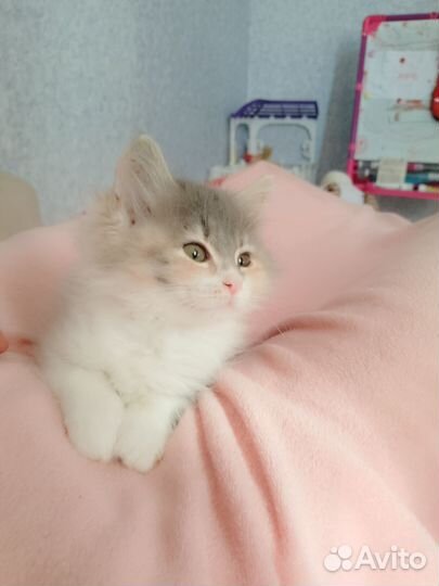 Кошки в добрые руки