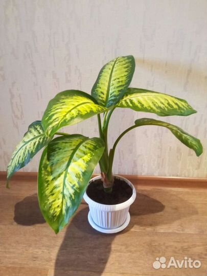 Диффенбахия