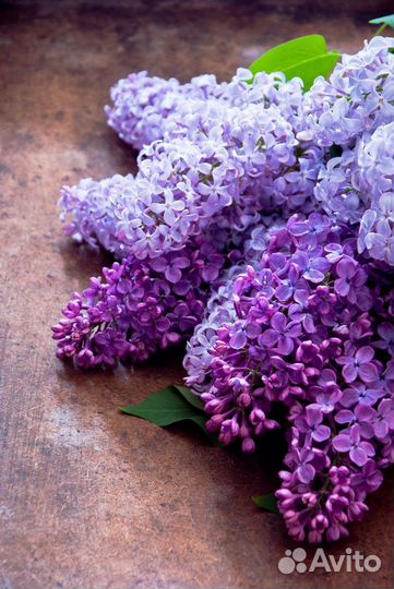 Сирень (Syringa) Китайская