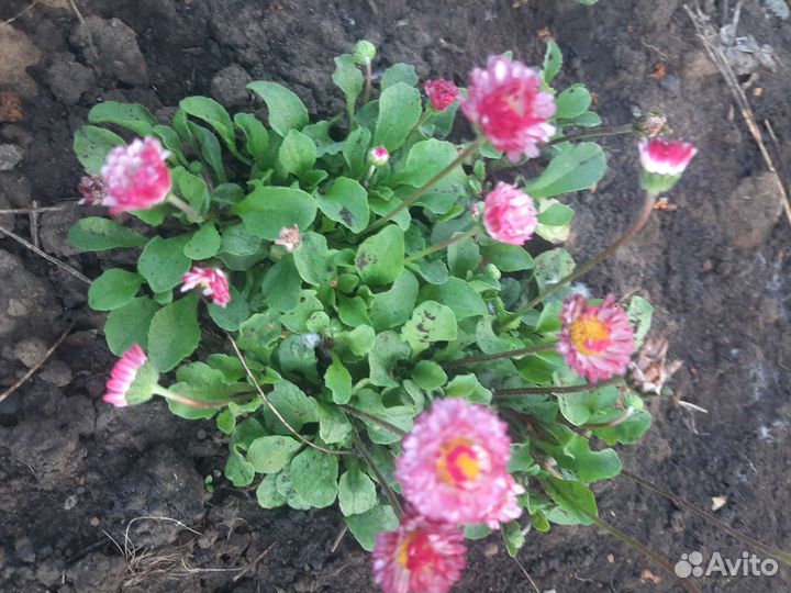 Маргаритки