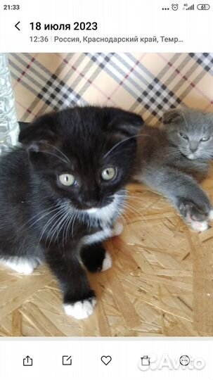 Шотландские котята