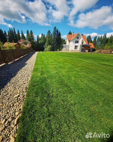 Рулонный Газон. Посевной газон