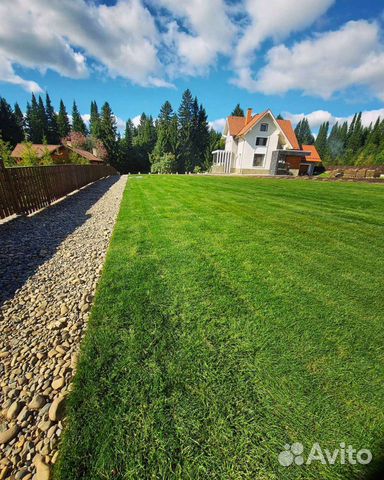 Рулонный Газон. Посевной газон