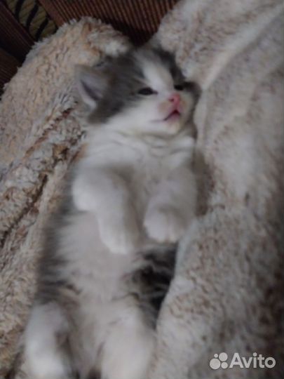 Кошки в добрые руки