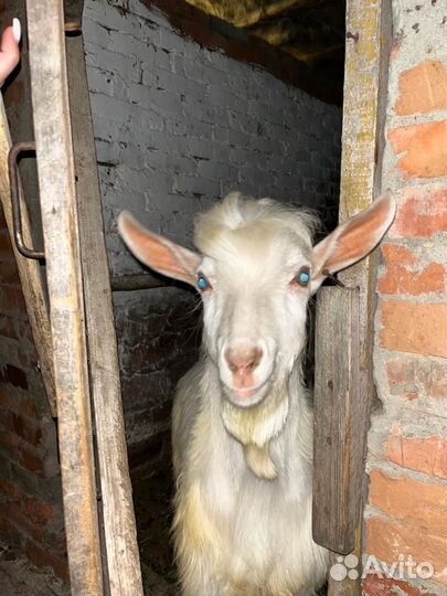 Козел зааненский