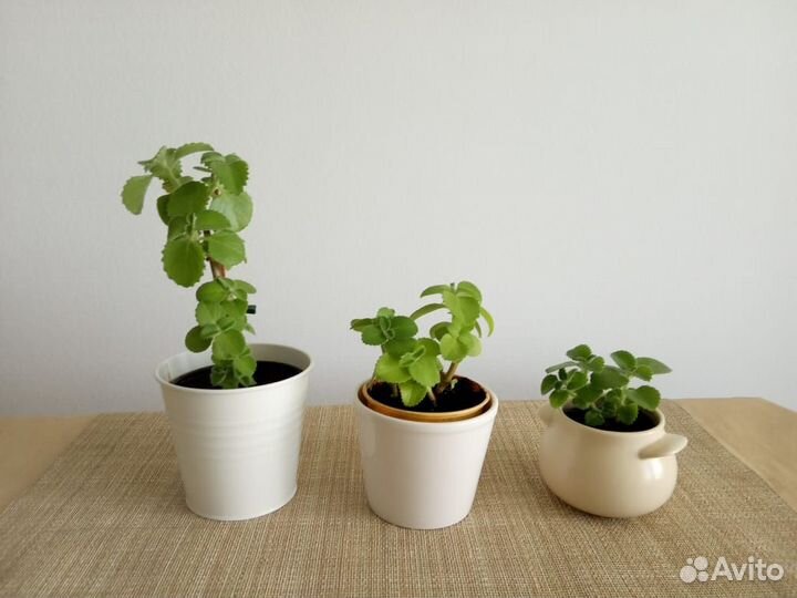 Комнатные цветы