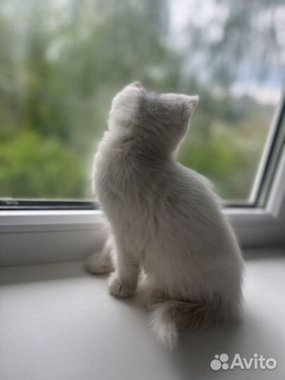 Котенок в добрые руки