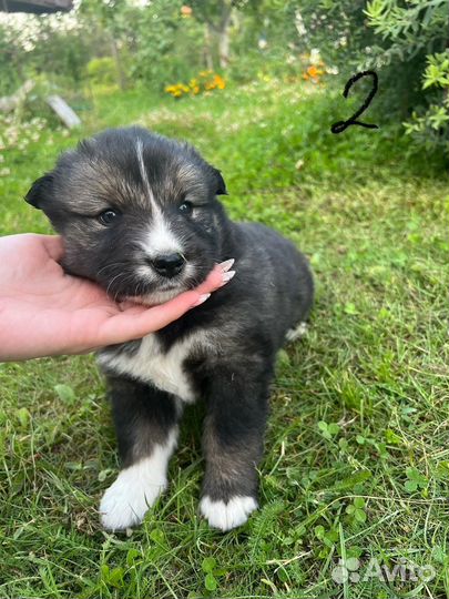 Щенки метис Лайка и Овчарка