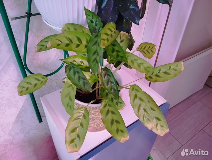 Калатея Леопардина