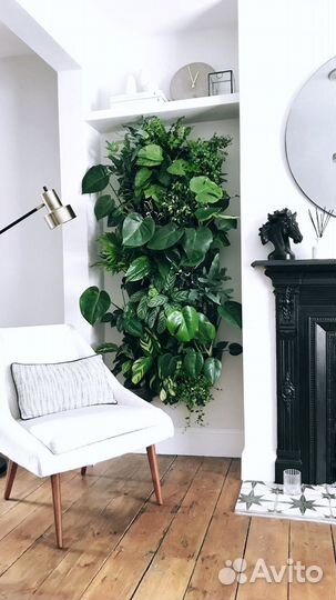 Цветы комнатные домашние