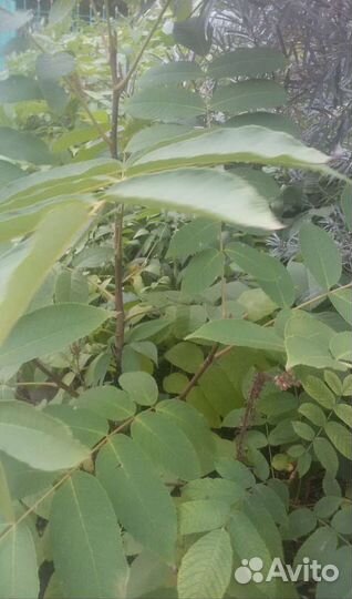 Саженцы маньчжурского ореха