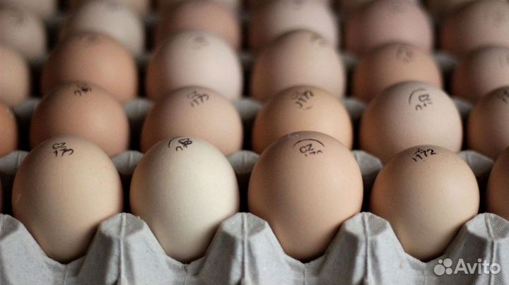 Инкубационное яйцо бройлер, несушка, индюк