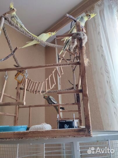 Птенцы корелла