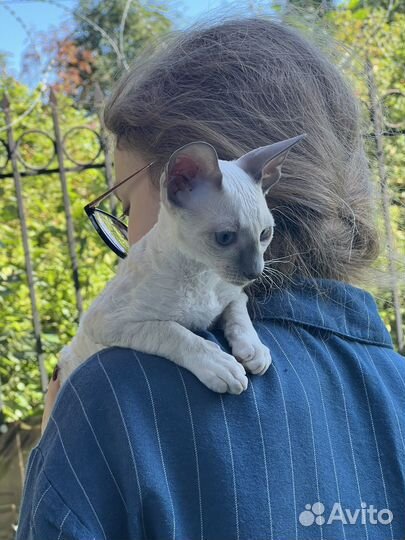 Девочка Корниш-рекс