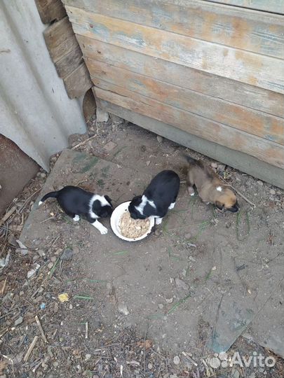 Собаки бесплатно в добрые руки щенки