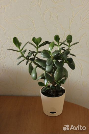 Пушистый кактус - мамиллярия бокасана