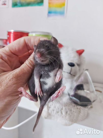 Крысы малыши и подростки