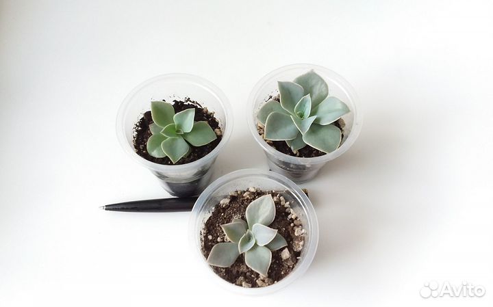 Эхеверии и другие суккуленты