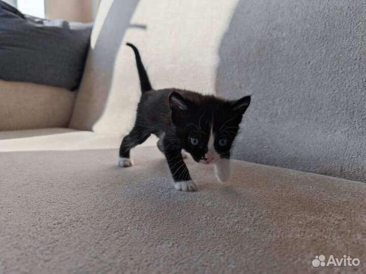 Котёнок. Отдам в добрые руки бесплатно