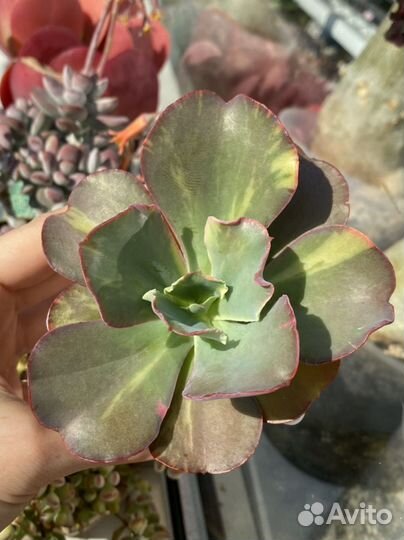 Суккуленты, вариегатные эхеверии