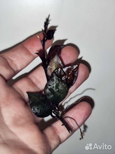 Hoya Lacunosa Black Queen, Хойя лакуноса блек квин