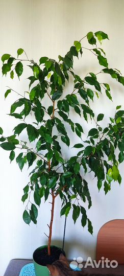 Бенджамина