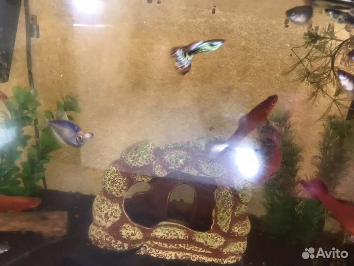 Аквариум с рыбками и содержимым