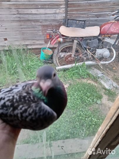 Почтовые голуби