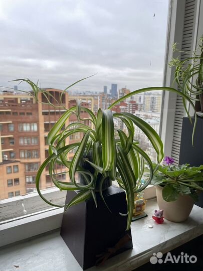 Хлорофитум кудрявый бонни