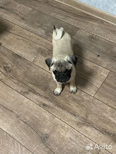 Щенки мопса