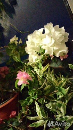 Белоперонье, эписции, бугенвилии