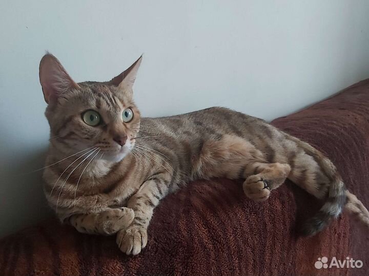 Бенгальская кошка