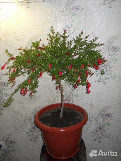 Мирт. Инжир. Гранат