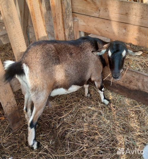 Дойные козы и козел