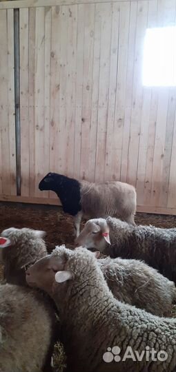 Бараны тексель