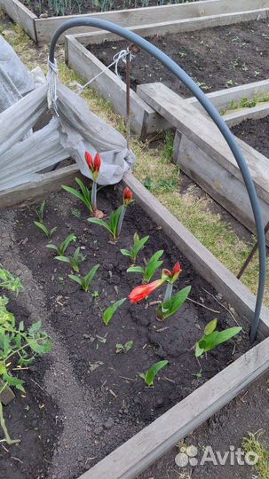 Гиппеаструм