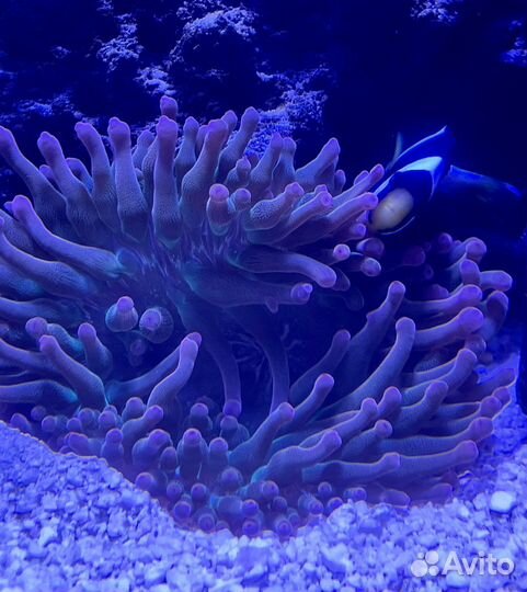 Актиния красная