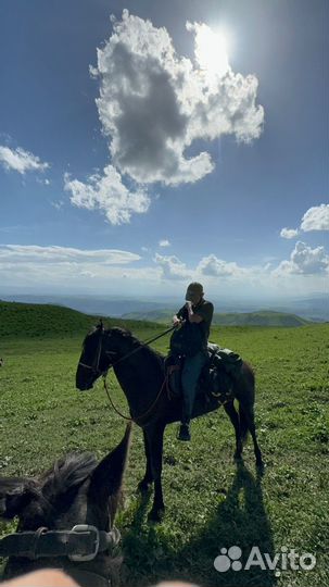 Карачаевский жеребец