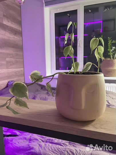 Пеперомия вариегатная сканденс